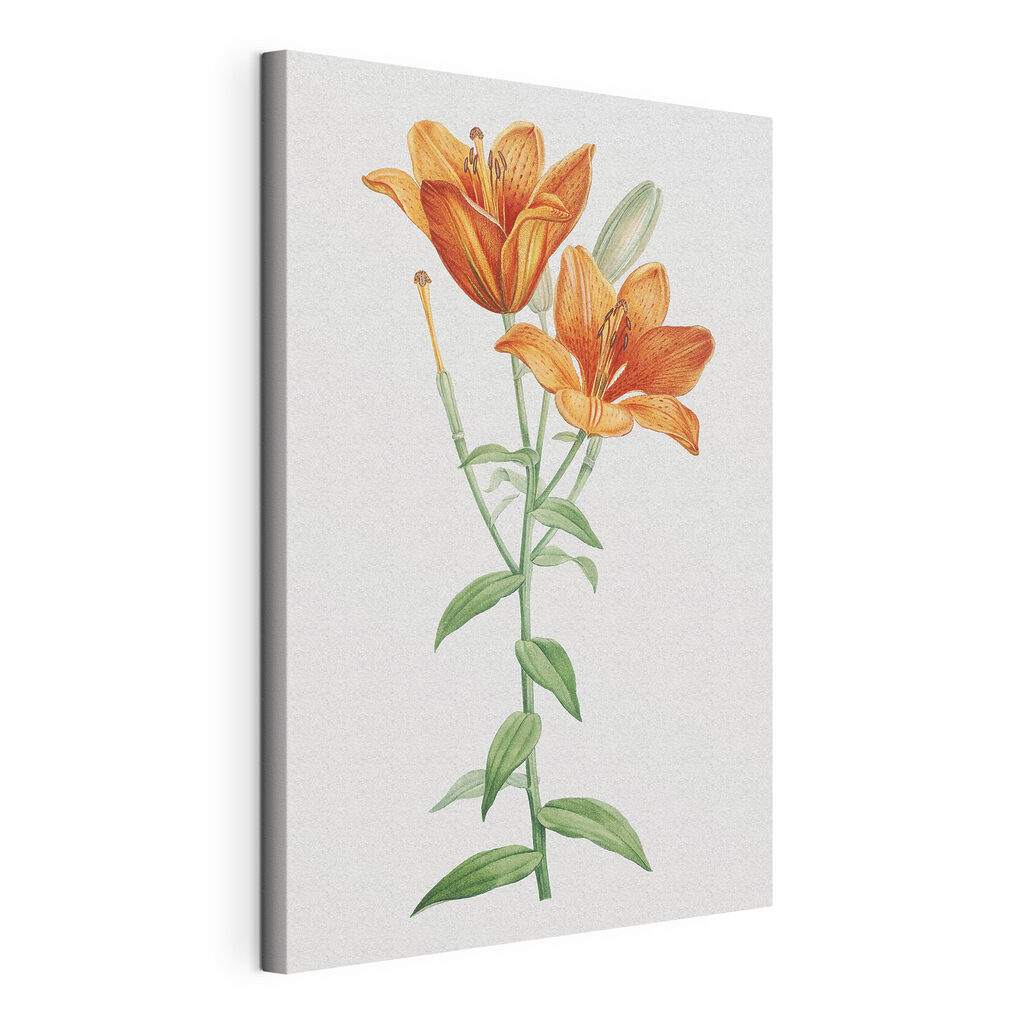 Vibrant orange lilies in bloom Vibrant orange lilies in bloom