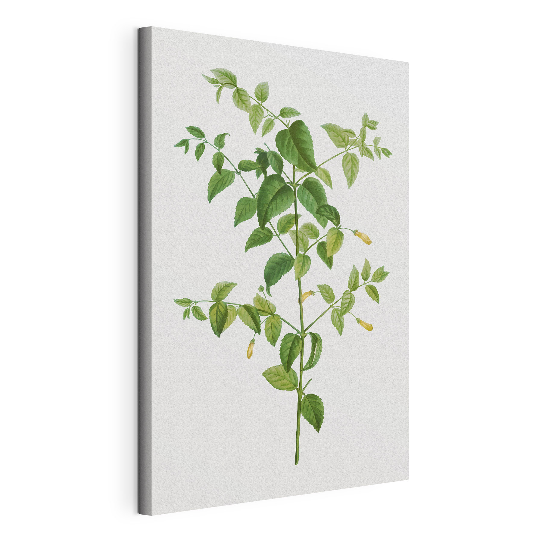 A plant with leaves and flowers A plant with leaves and flowers