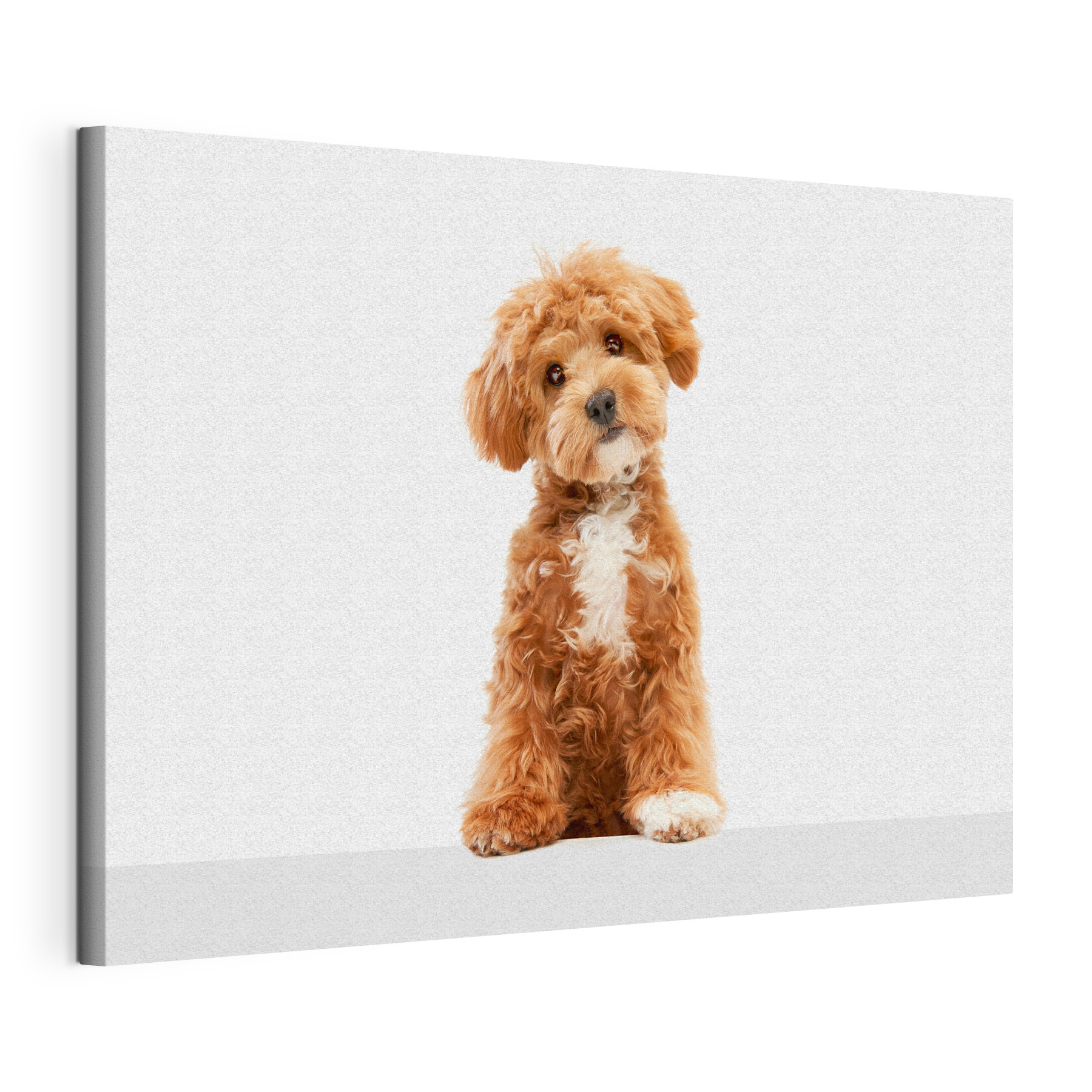 A dog sitting on a white surface A dog sitting on a white surface