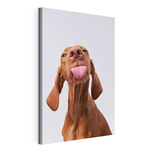 Un perro sacando la lengua Cuadros Un perro sacando la lengua