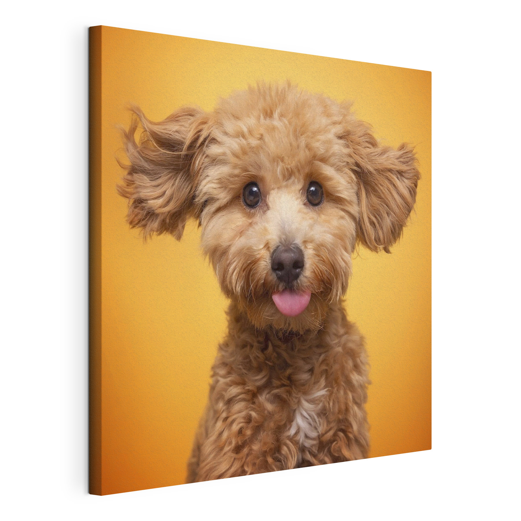 A dog with its tongue out A dog with its tongue out