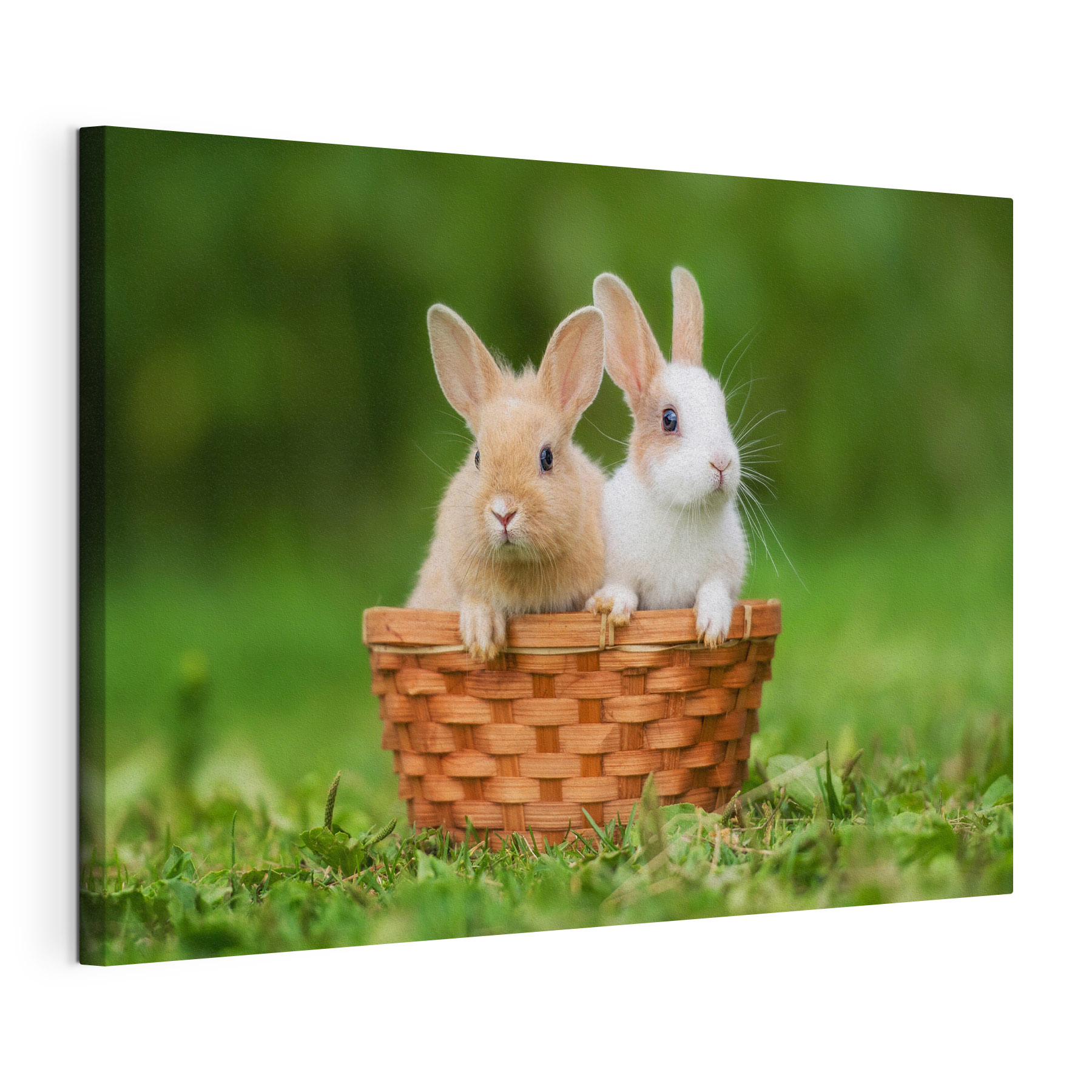 Two bunnies in a basket Two bunnies in a basket