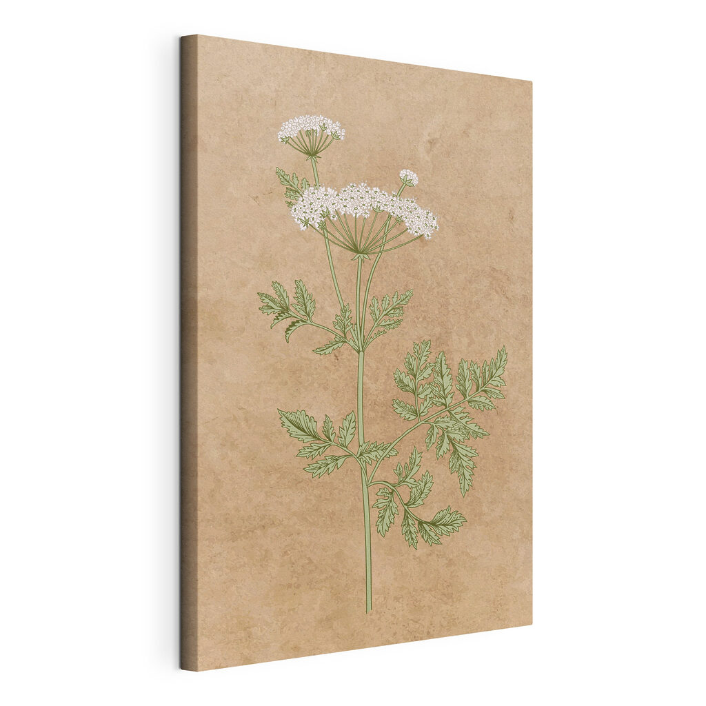 A drawing of a plant