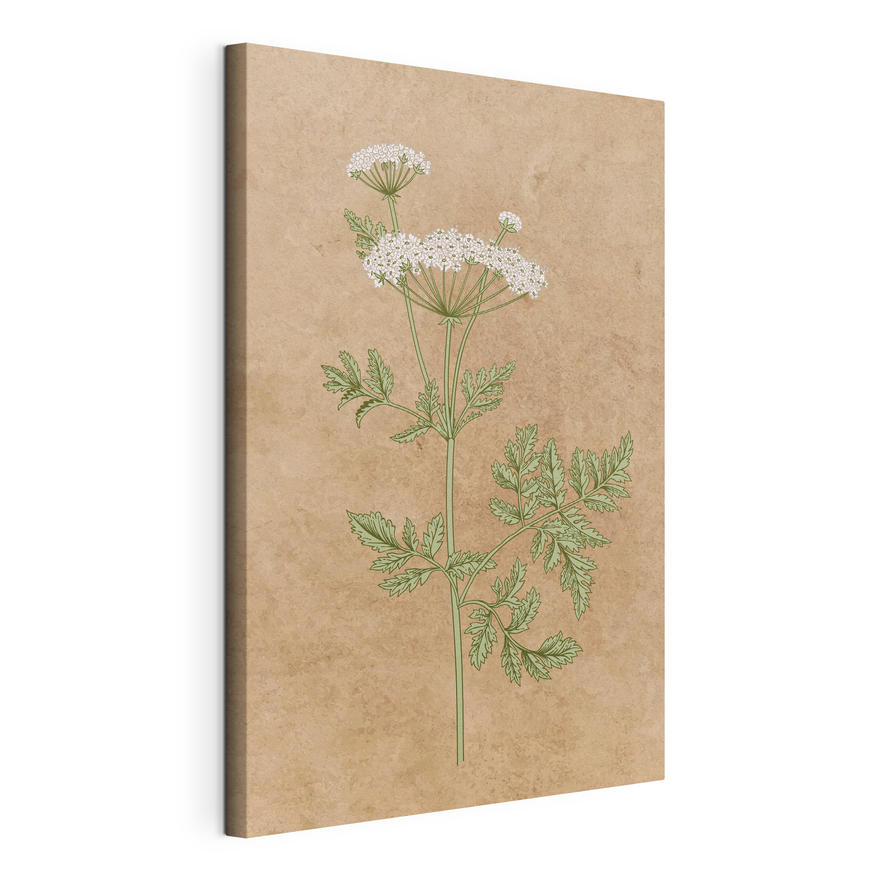 A drawing of a plant