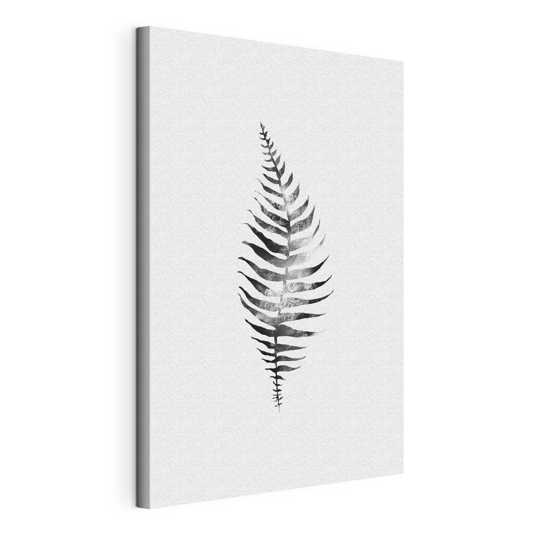 A black and white image of a fern leaf A black and white image of a fern leaf