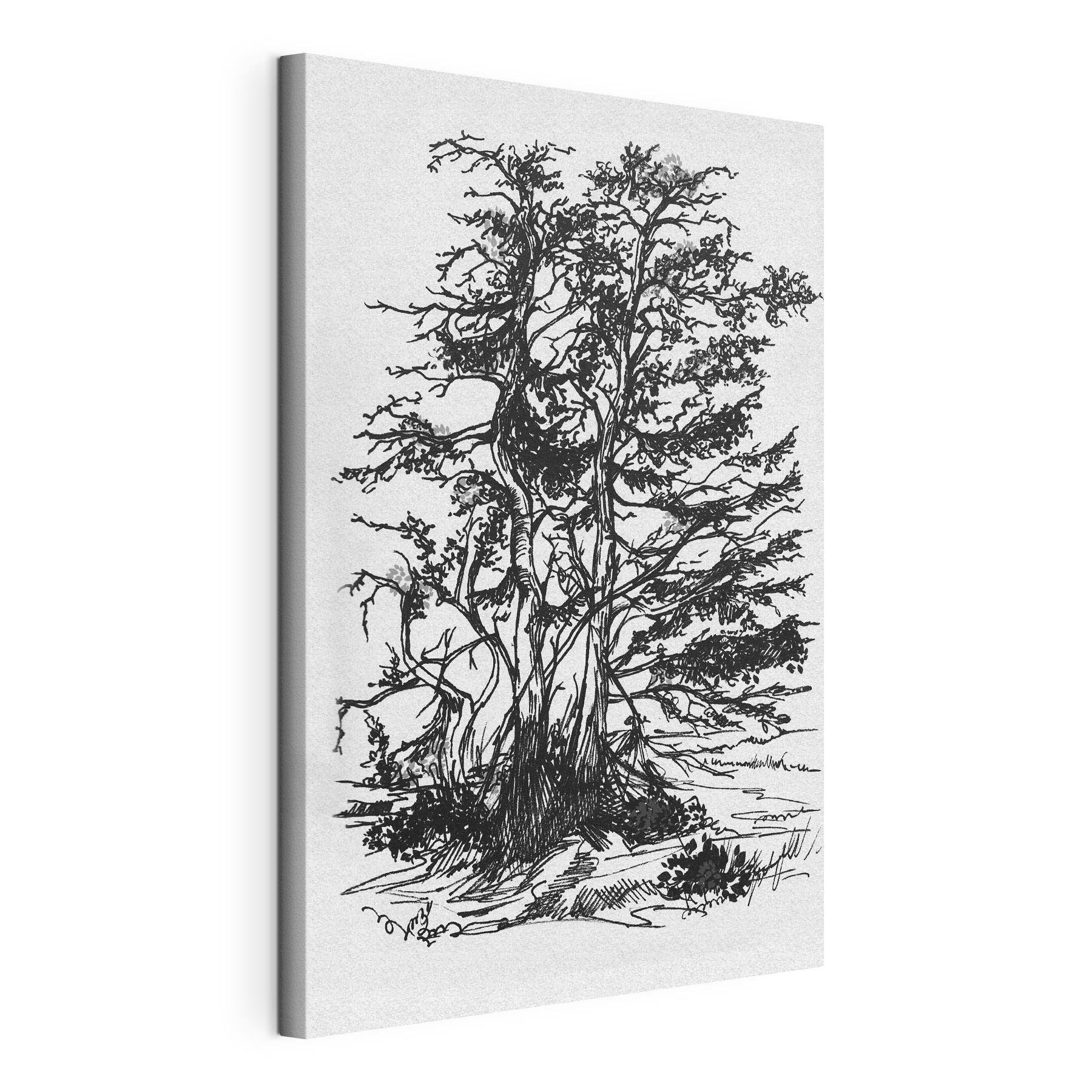 A drawing of a tree A drawing of a tree