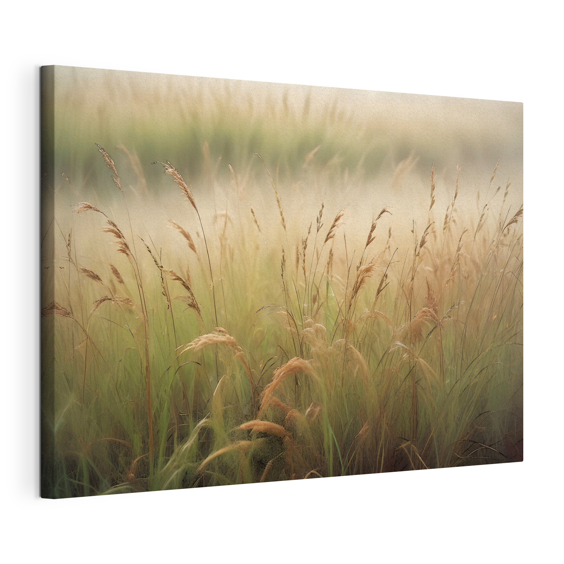 A field of tall grass A field of tall grass