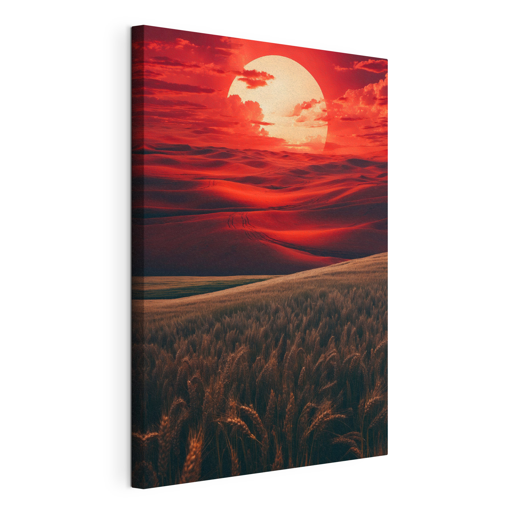 Field of wheat in a red sky