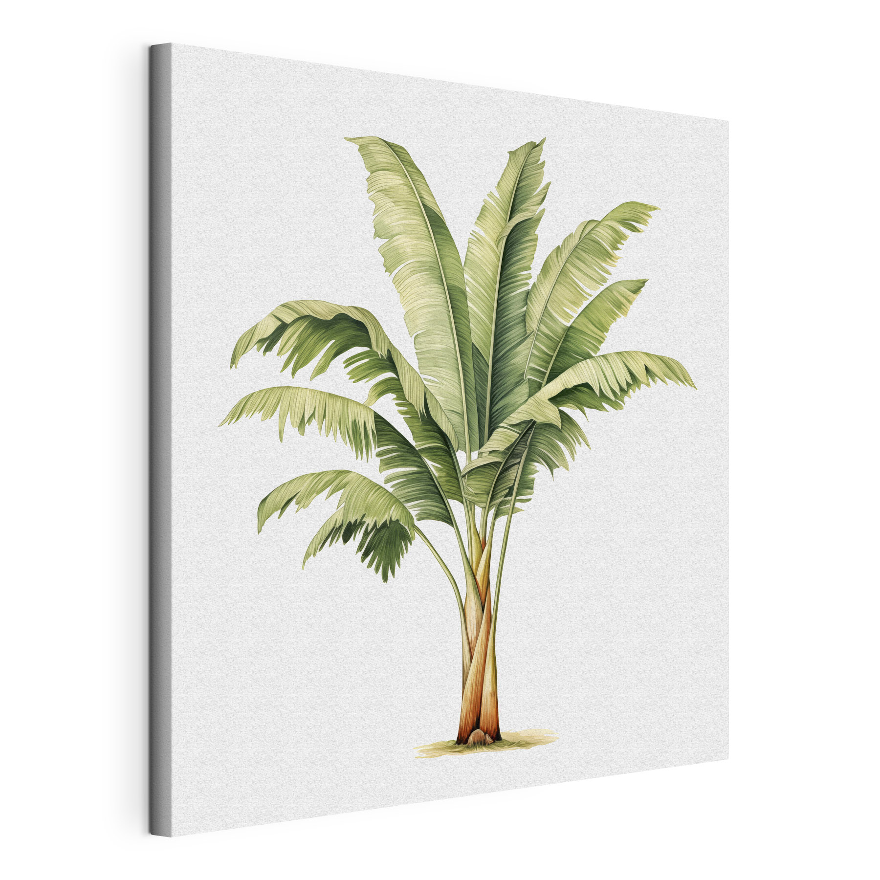 Palm tree with large leaves Palm tree with large leaves