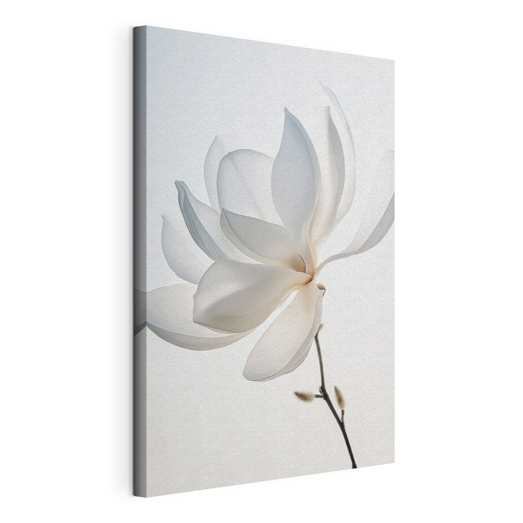 White flower with petals White flower with petals