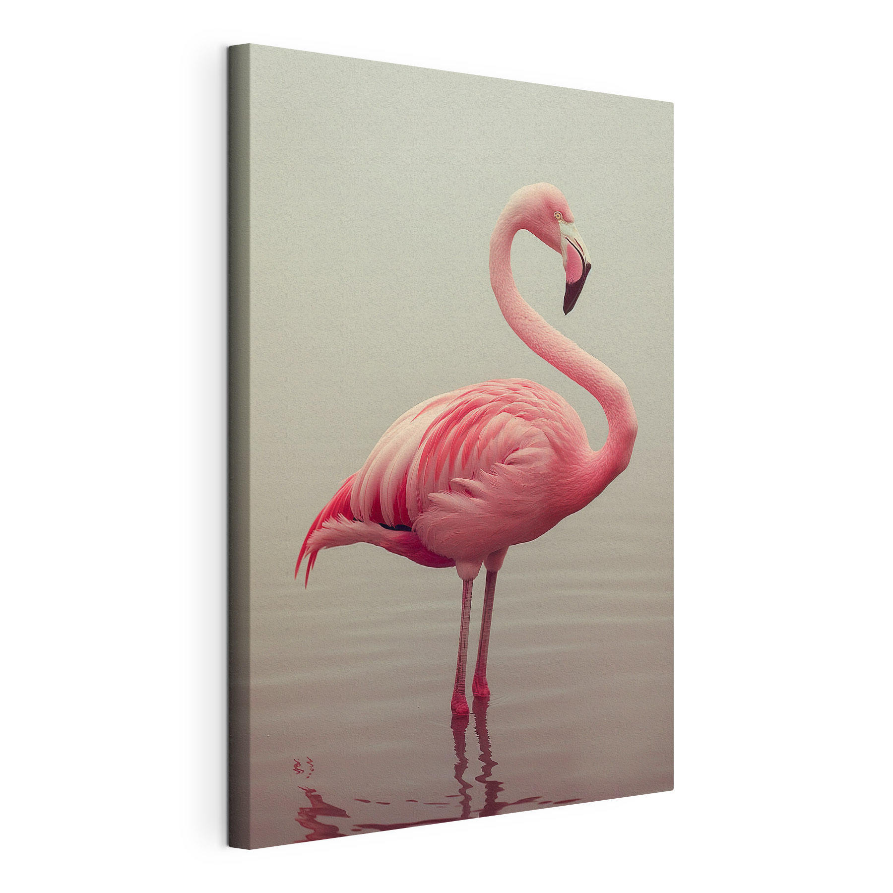 Pink flamingo standing in water Pink flamingo standing in water