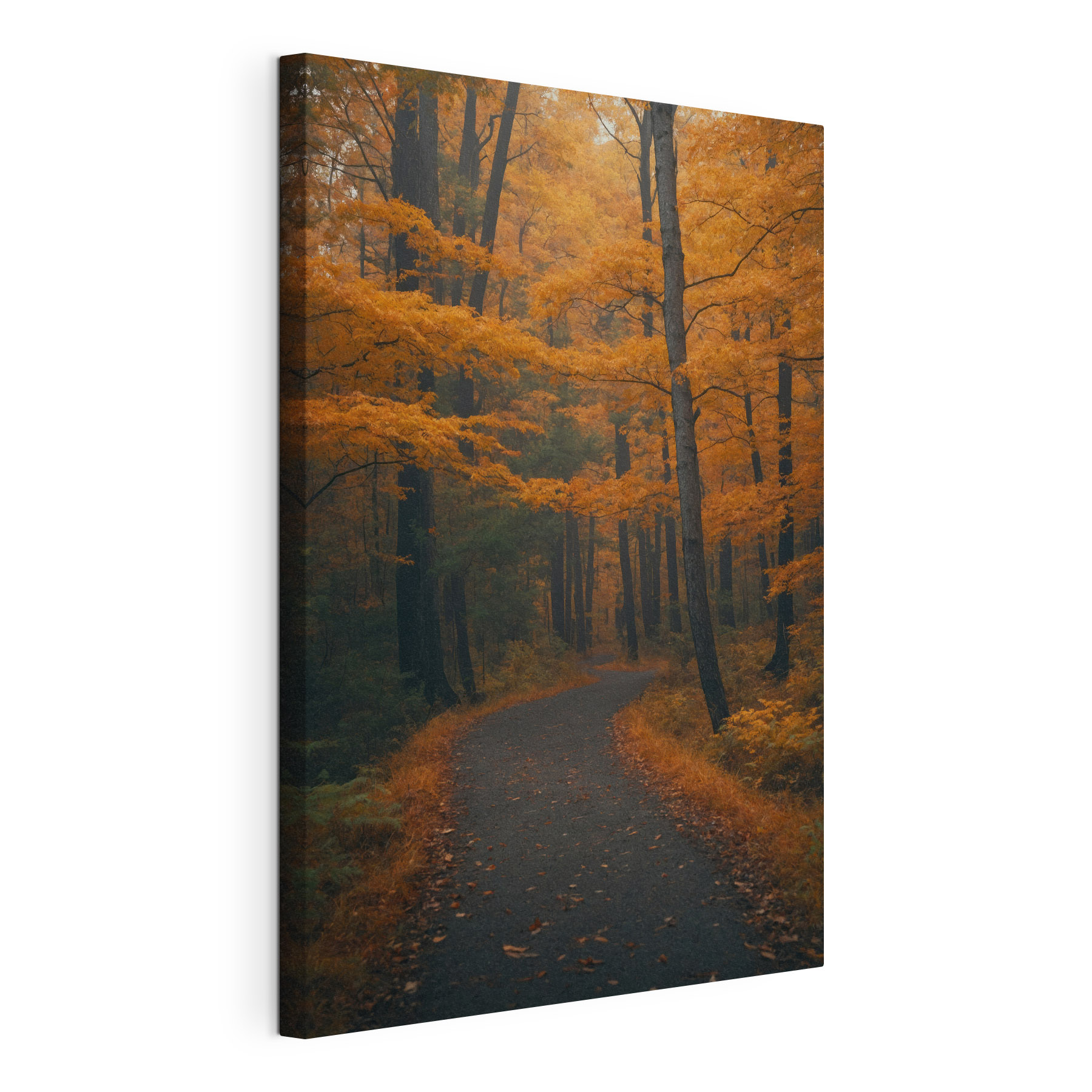 Path through a forest with orange leaves Path through a forest with orange leaves