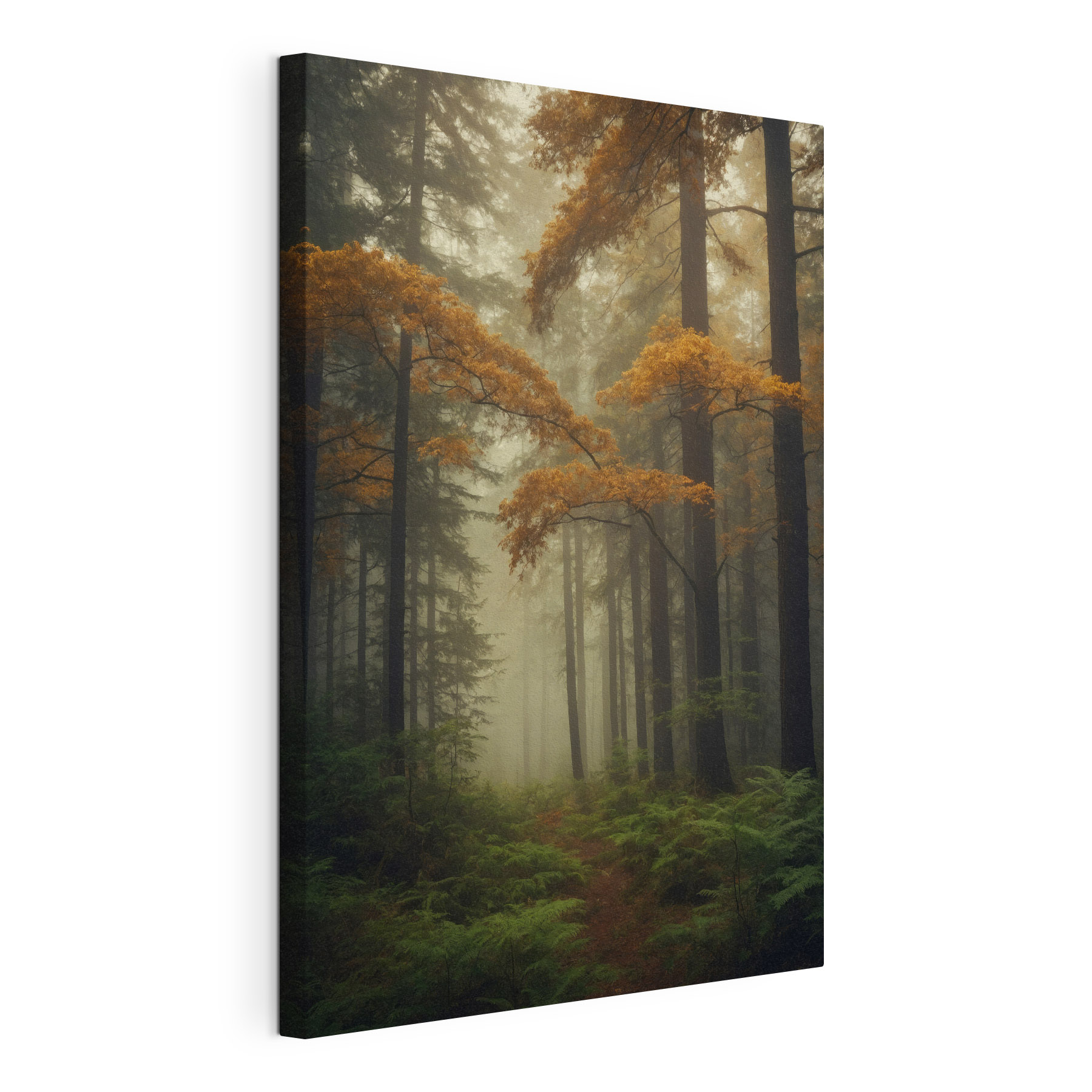 Forest with trees and fog