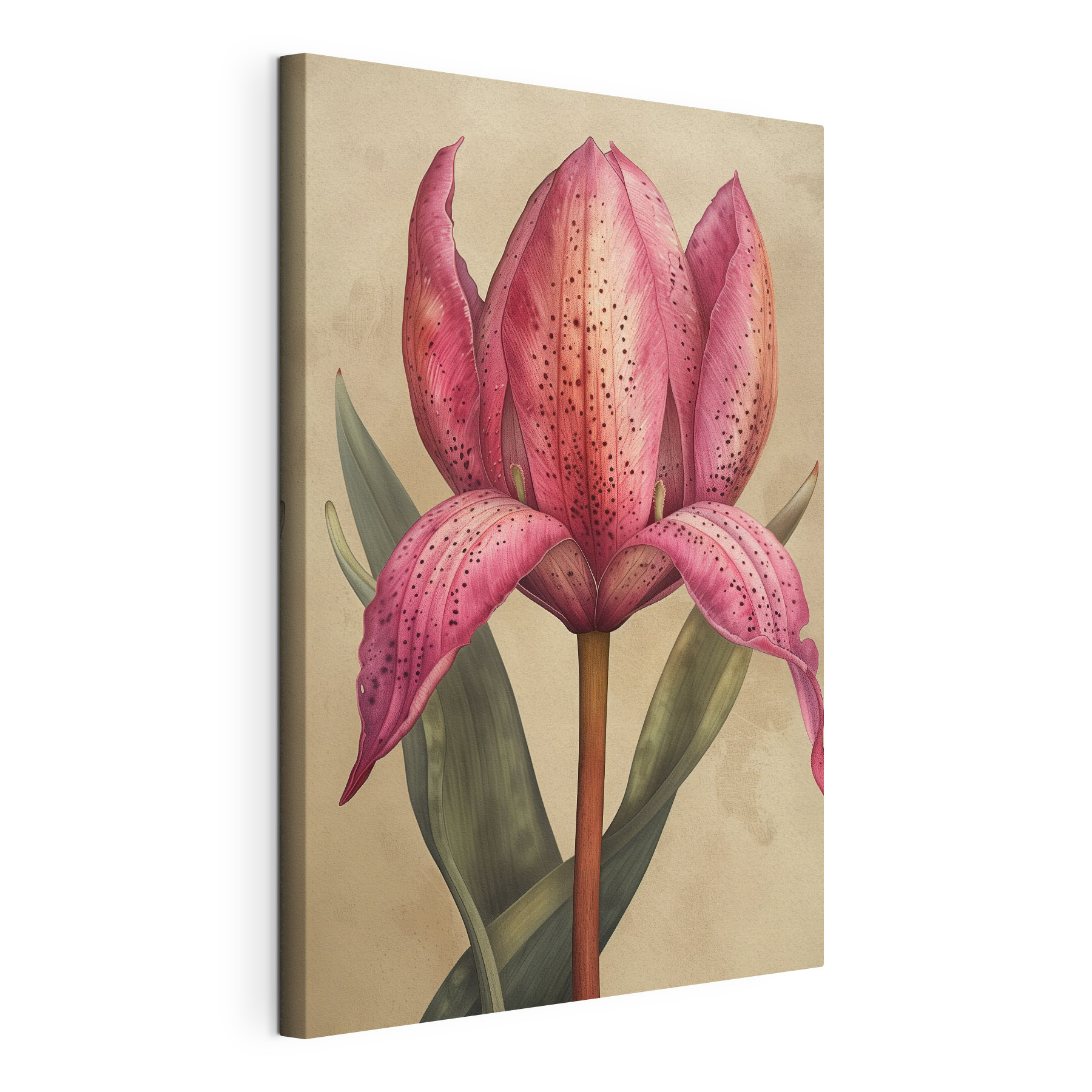 Elegant pink flower in bloom Elegant pink flower in bloom