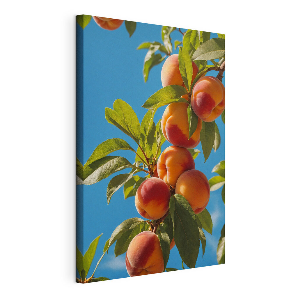 Group of peaches on a tree Group of peaches on a tree