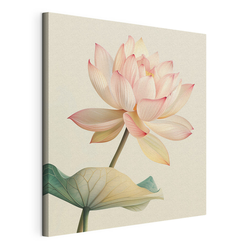Gentle beauty of a blooming lotus