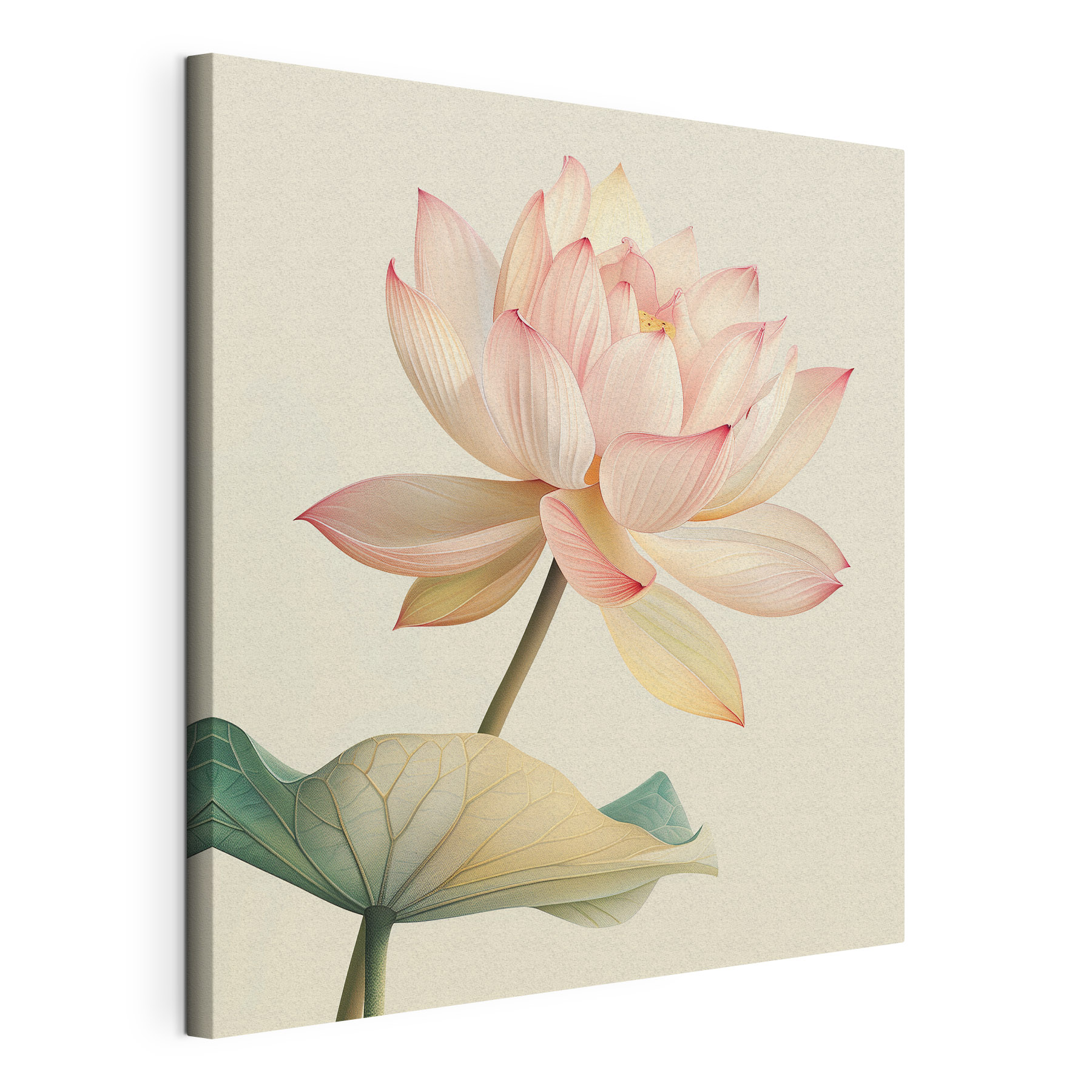 Gentle beauty of a blooming lotus
