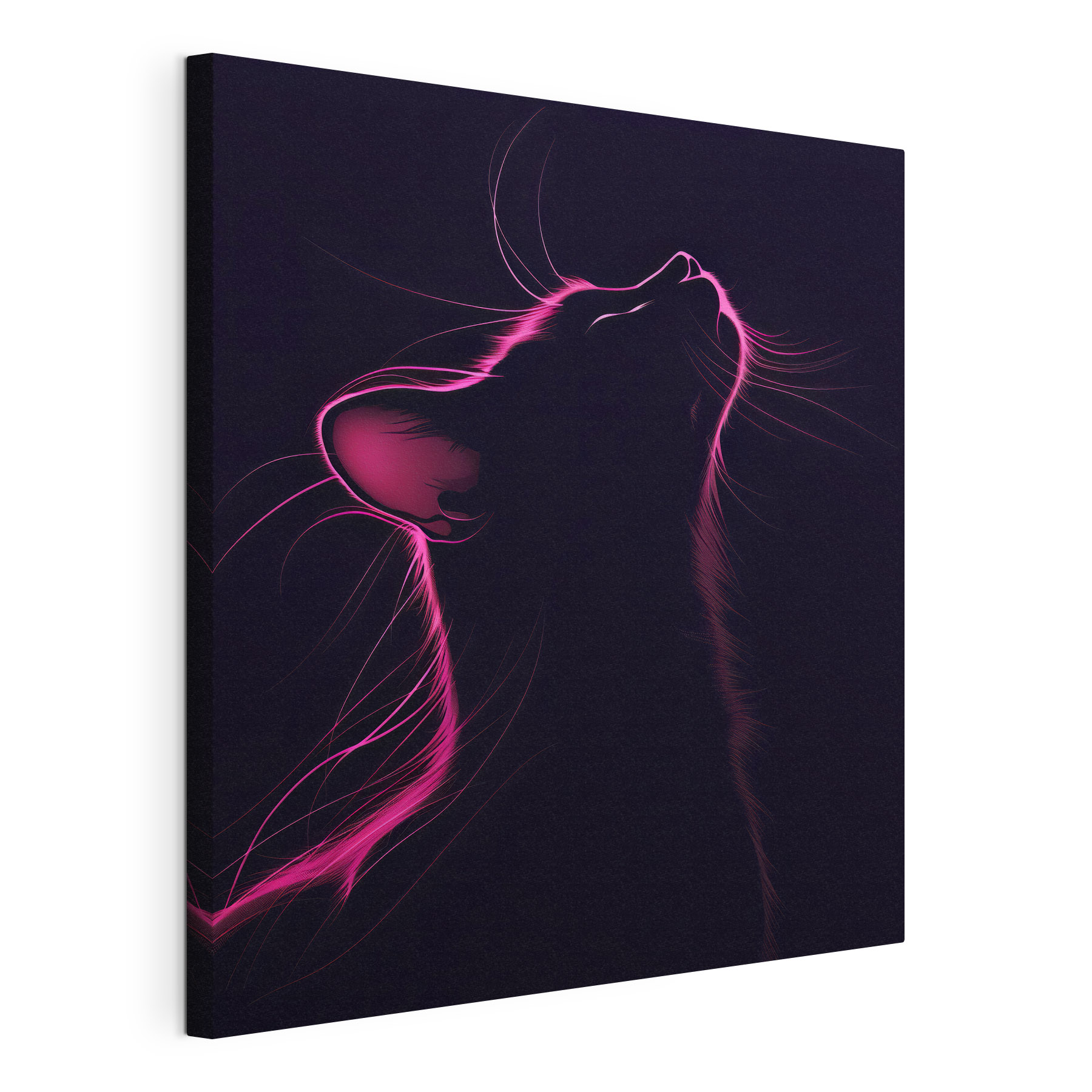 Cat with pink lights
