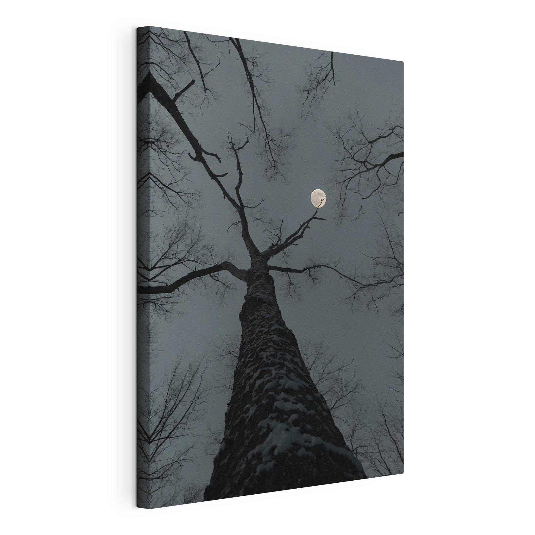 Tree with the moon in the background