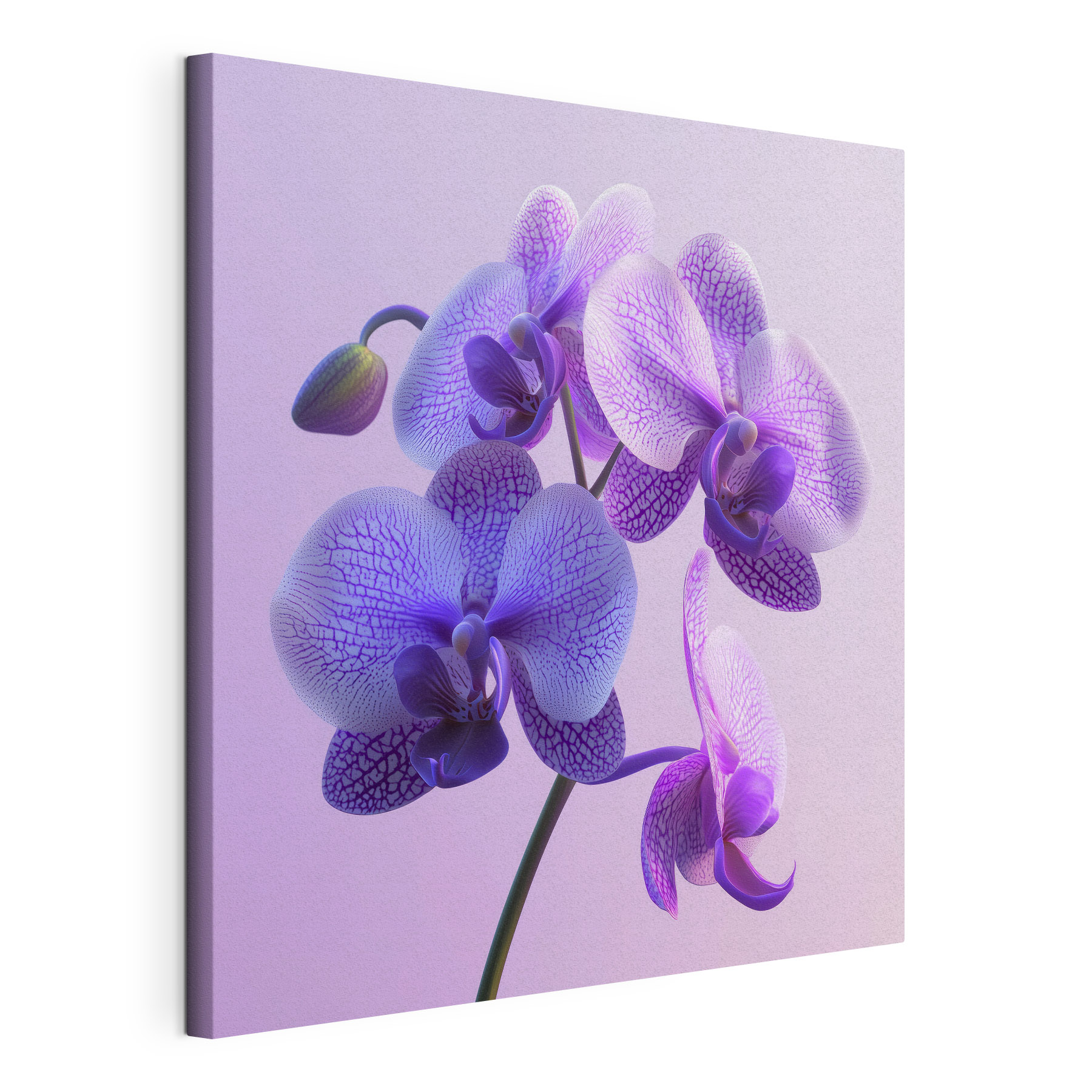 Purple and white orchid flower Purple and white orchid flower