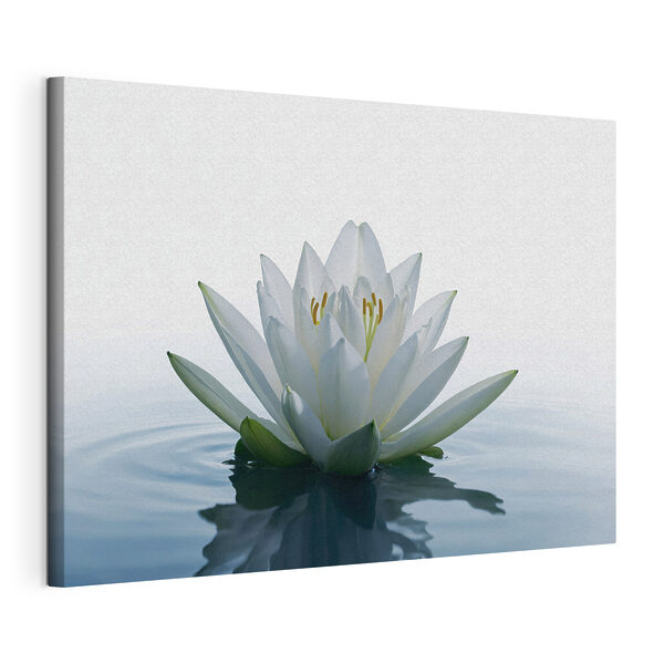 Cuadros Flor blanca en el agua (SKU: s42098) Cuadros Cuadros Flor blanca en el agua (SKU: s42098)