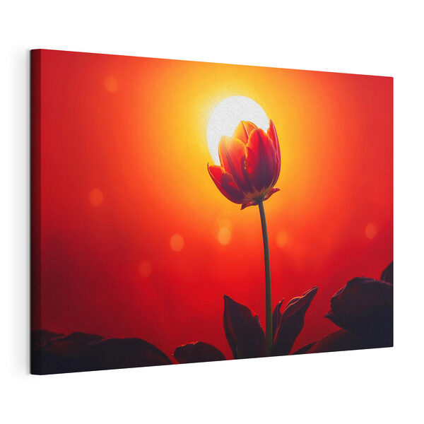 Cuadros Un tulipán rojo con el sol detrás (SKU: s42922) Cuadros Cuadros Un tulipán rojo con el sol detrás (SKU: s42922)