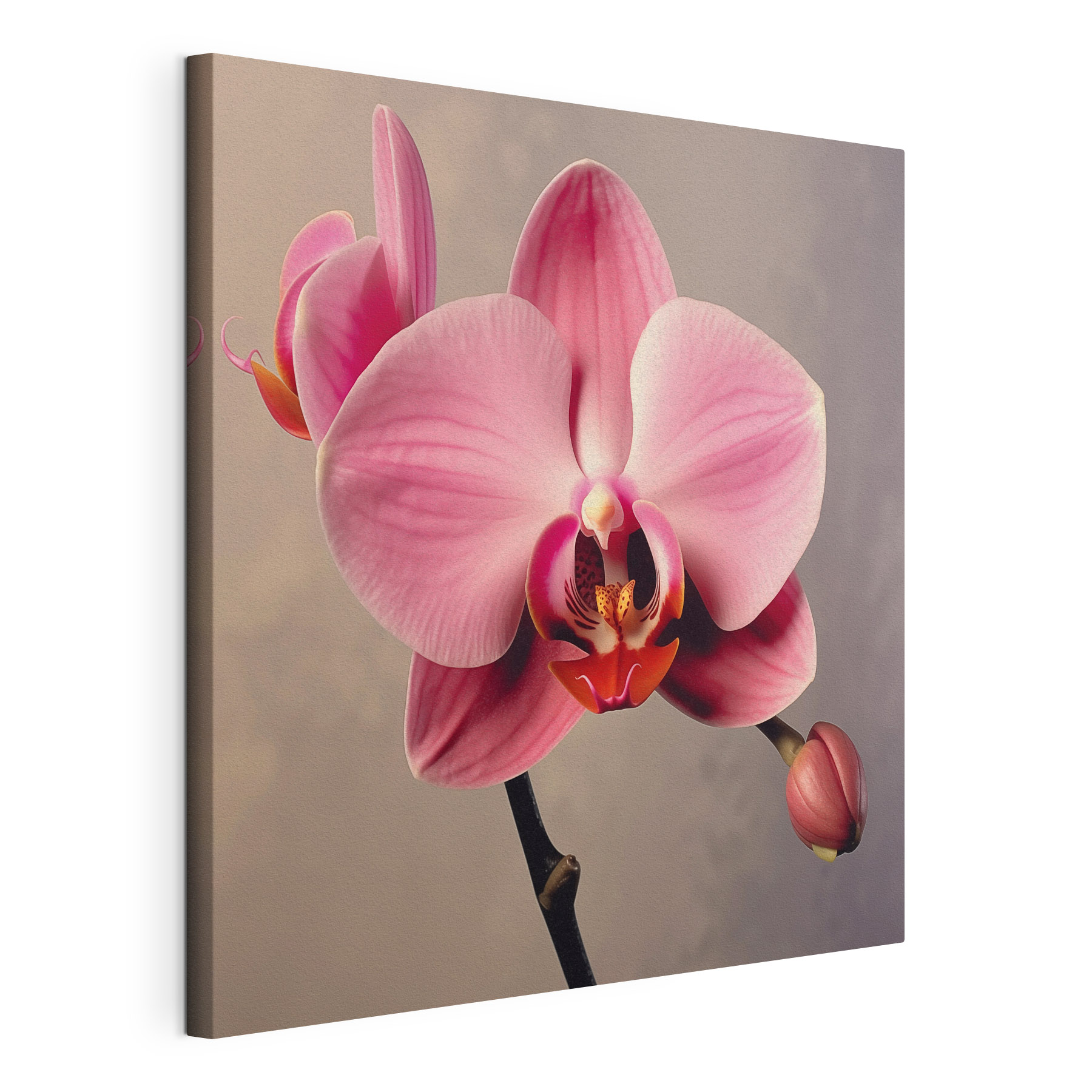 Delicate pink orchid in full bloom