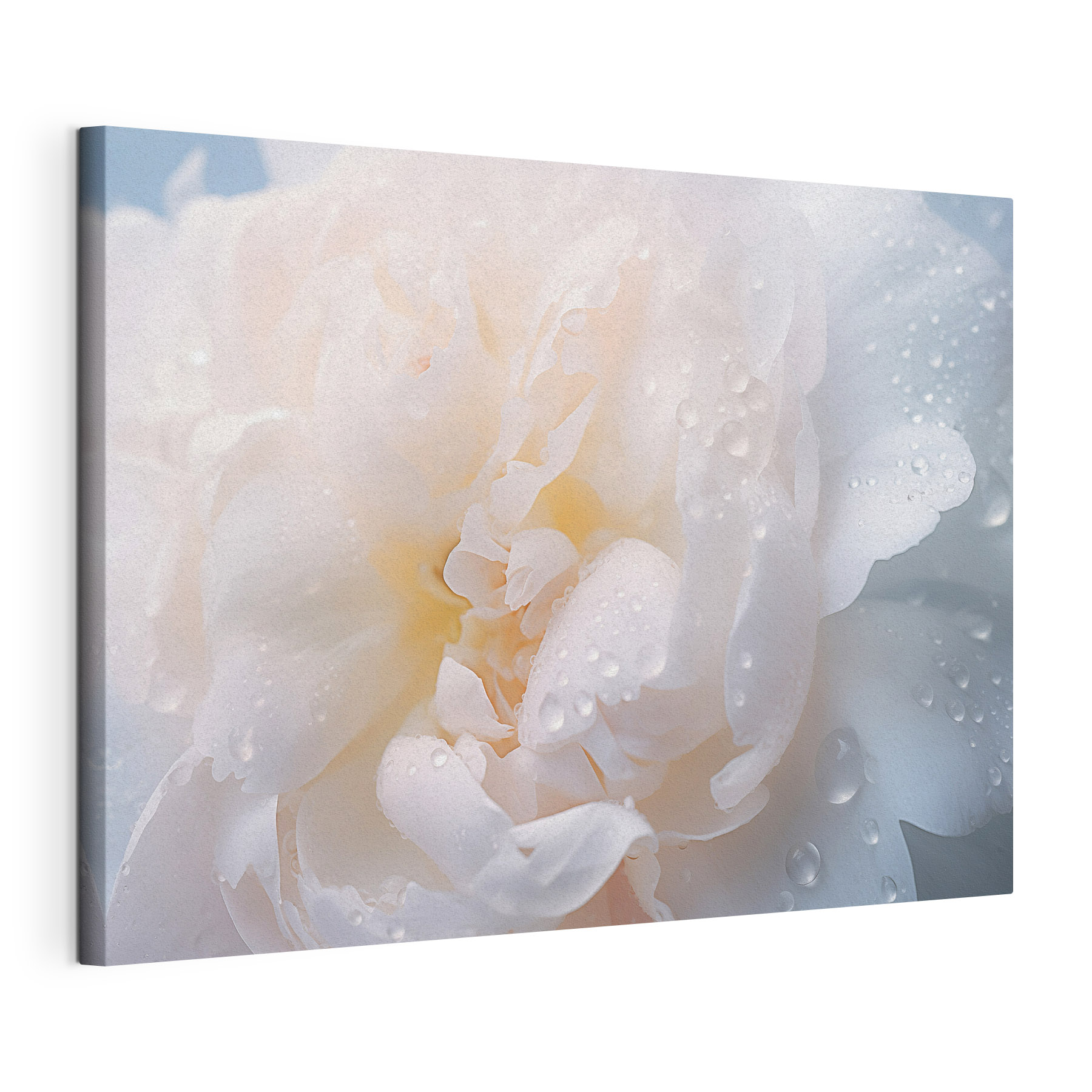 Delicate petals with glistening droplets Delicate petals with glistening droplets