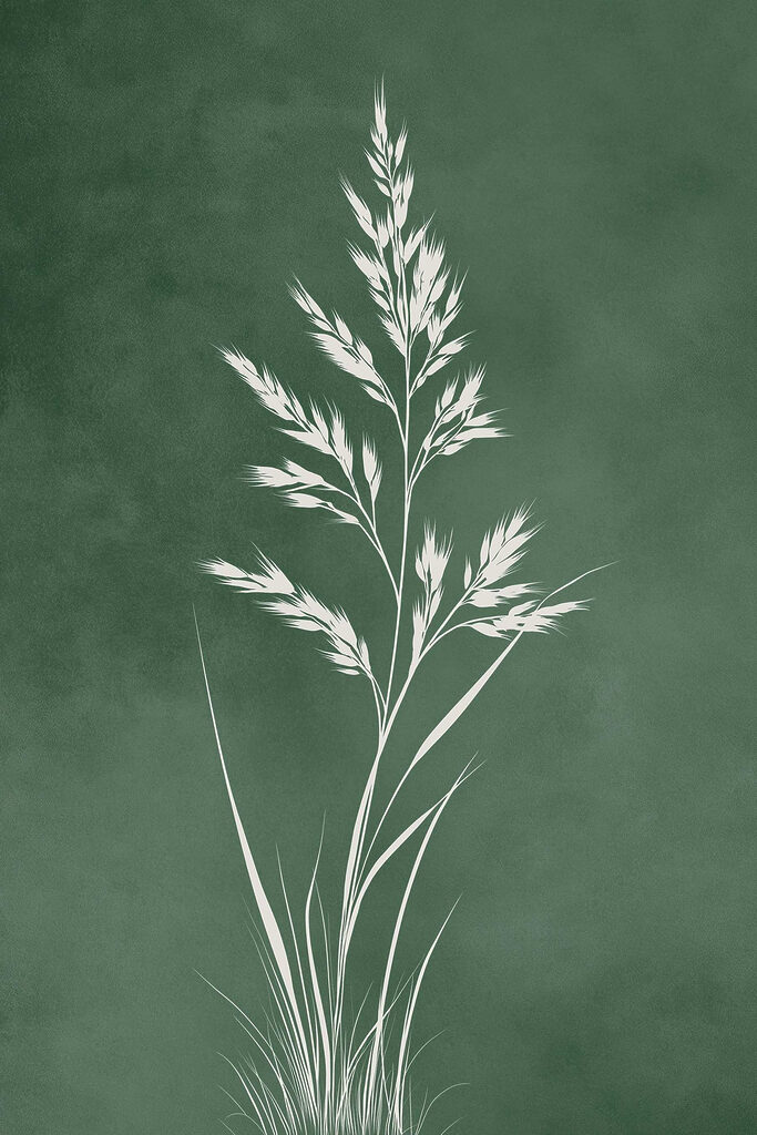 White plant with long stems