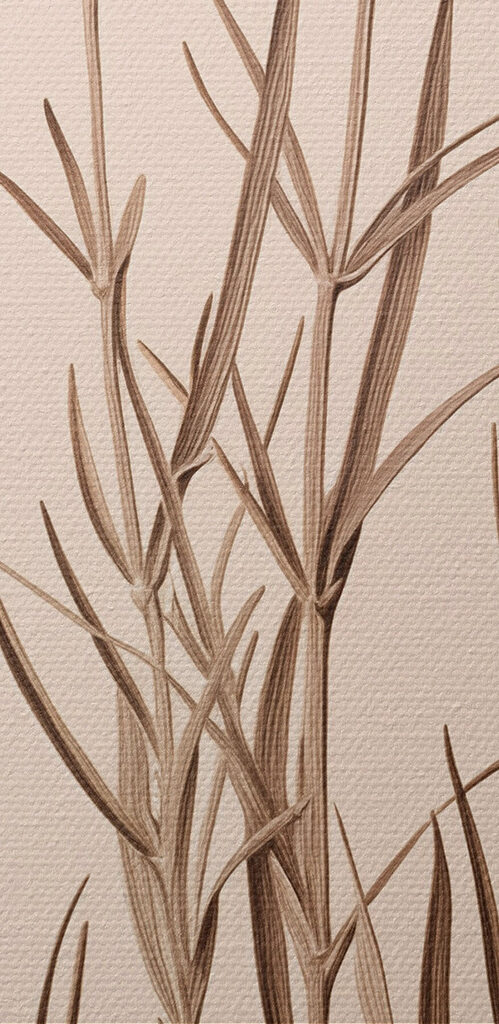 - Delicate blooms against a soft backdrop