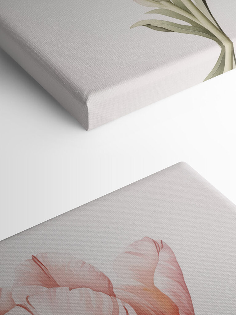 Delicate tulip in soft hues