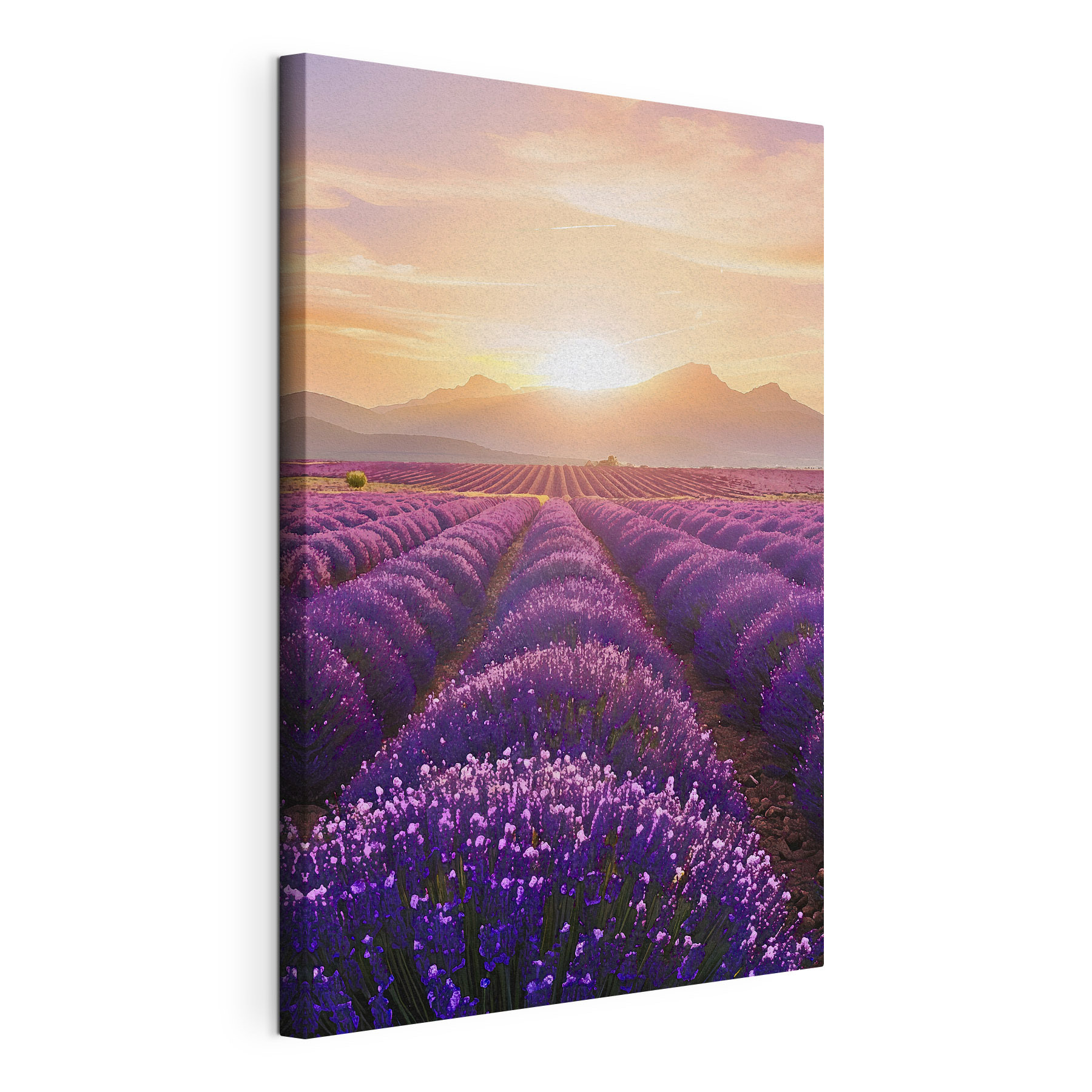 Field of lavender with mountains in the background Field of lavender with mountains in the background