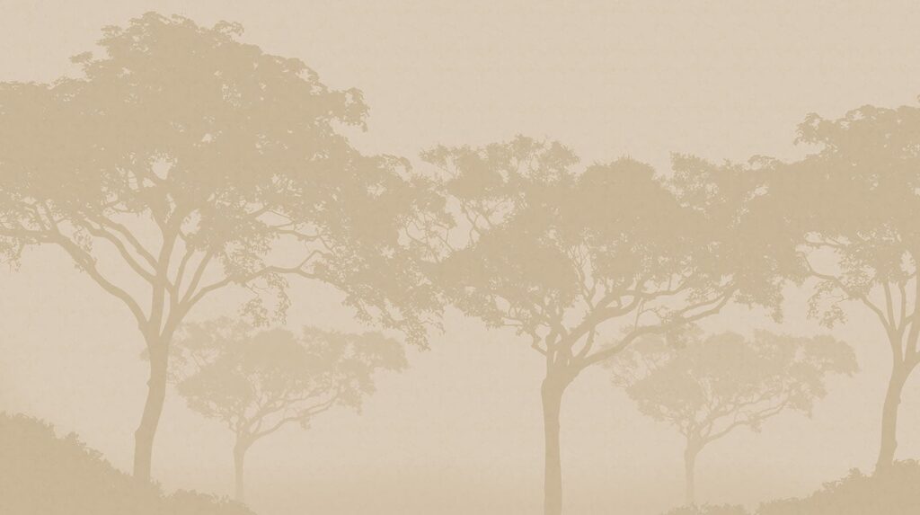 Group of trees in a foggy environment Group of trees in a foggy environment