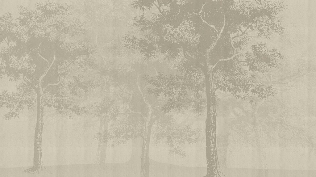 Group of trees in a foggy forest Group of trees in a foggy forest