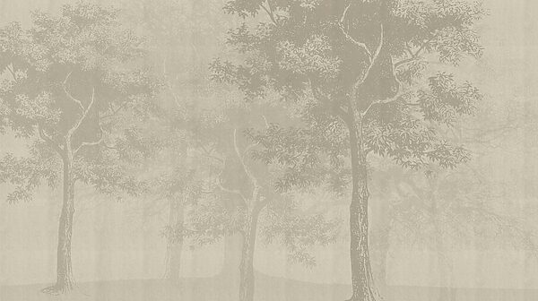 Group of trees in a foggy forest Group of trees in a foggy forest