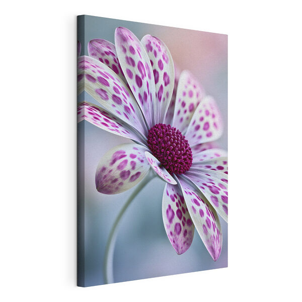 Cuadros Una elegante flor con motivos llamativos (SKU: s49866) Cuadros Cuadros Una elegante flor con motivos llamativos (SKU: s49866)