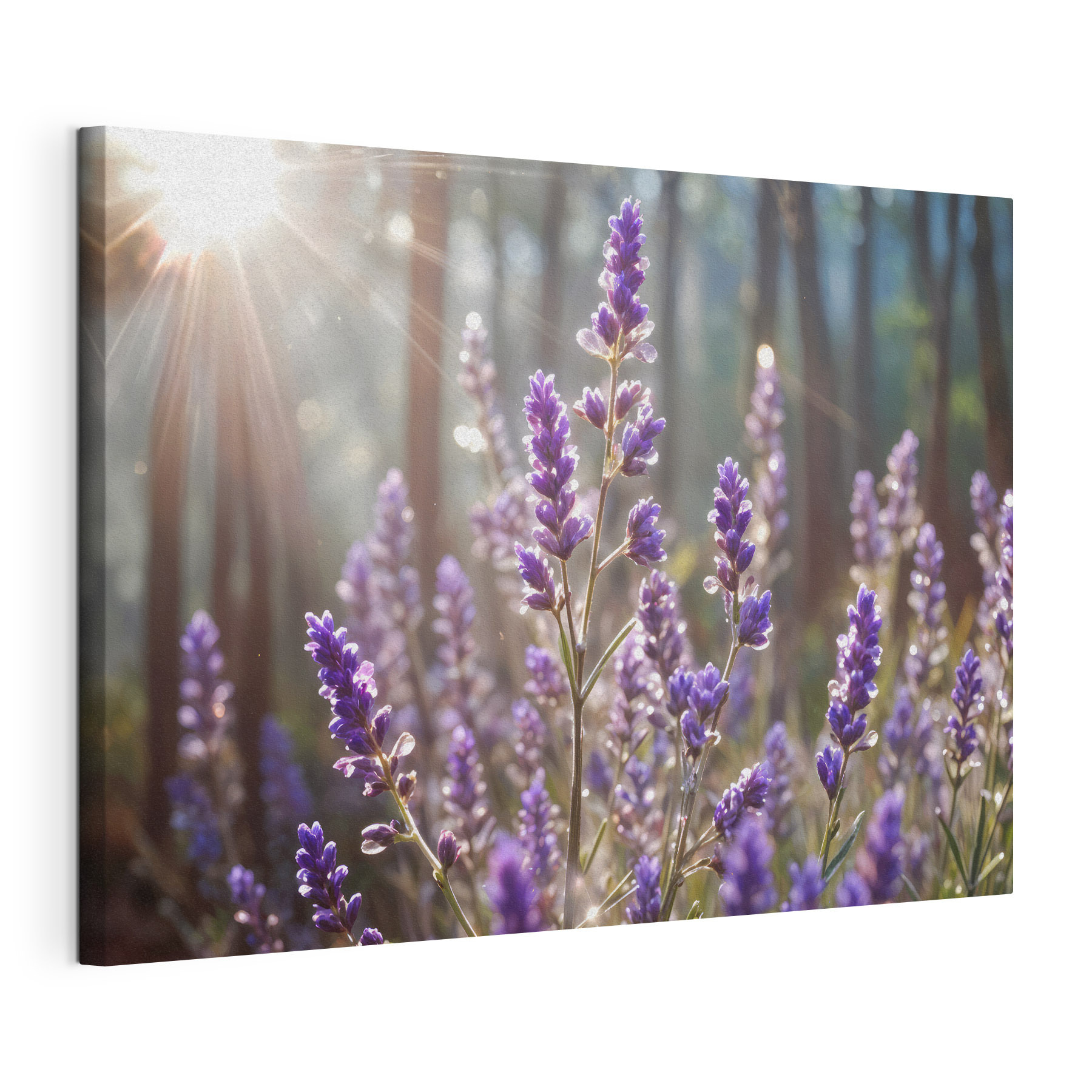 Lavender blooms in soft sunlight Lavender blooms in soft sunlight