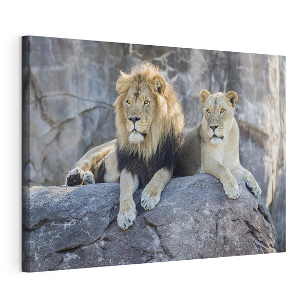 Cuadros Una pareja de leones tumbados sobre una roca