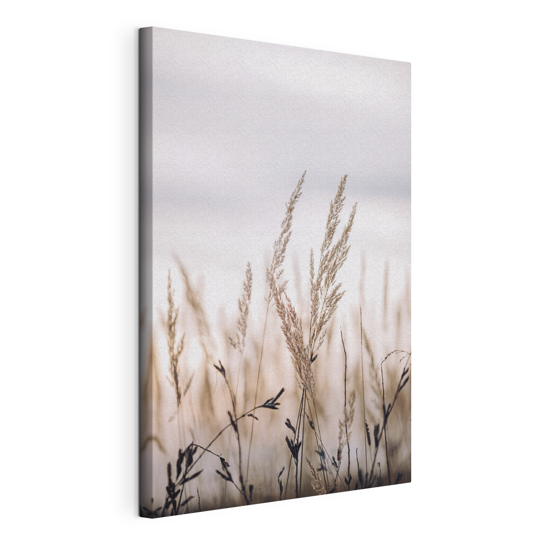 Gentle grasses swaying in the breeze