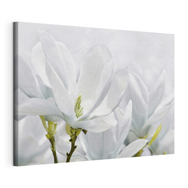 Cuadros Primer plano de flores blancas (SKU: s35784) Cuadros Cuadros Primer plano de flores blancas (SKU: s35784)
