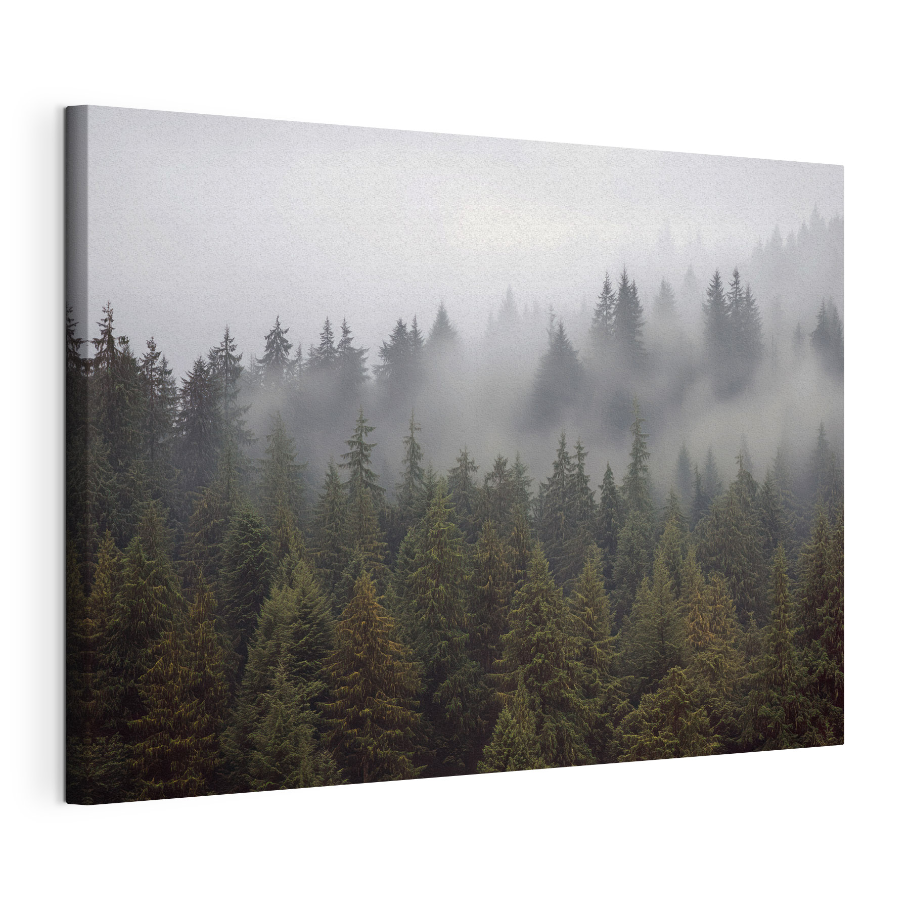 Group of trees with fog