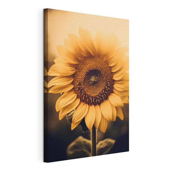 Cuadros Cuadros Pétalos de vivos colores bajo la suave luz del sol (SKU: s43012)