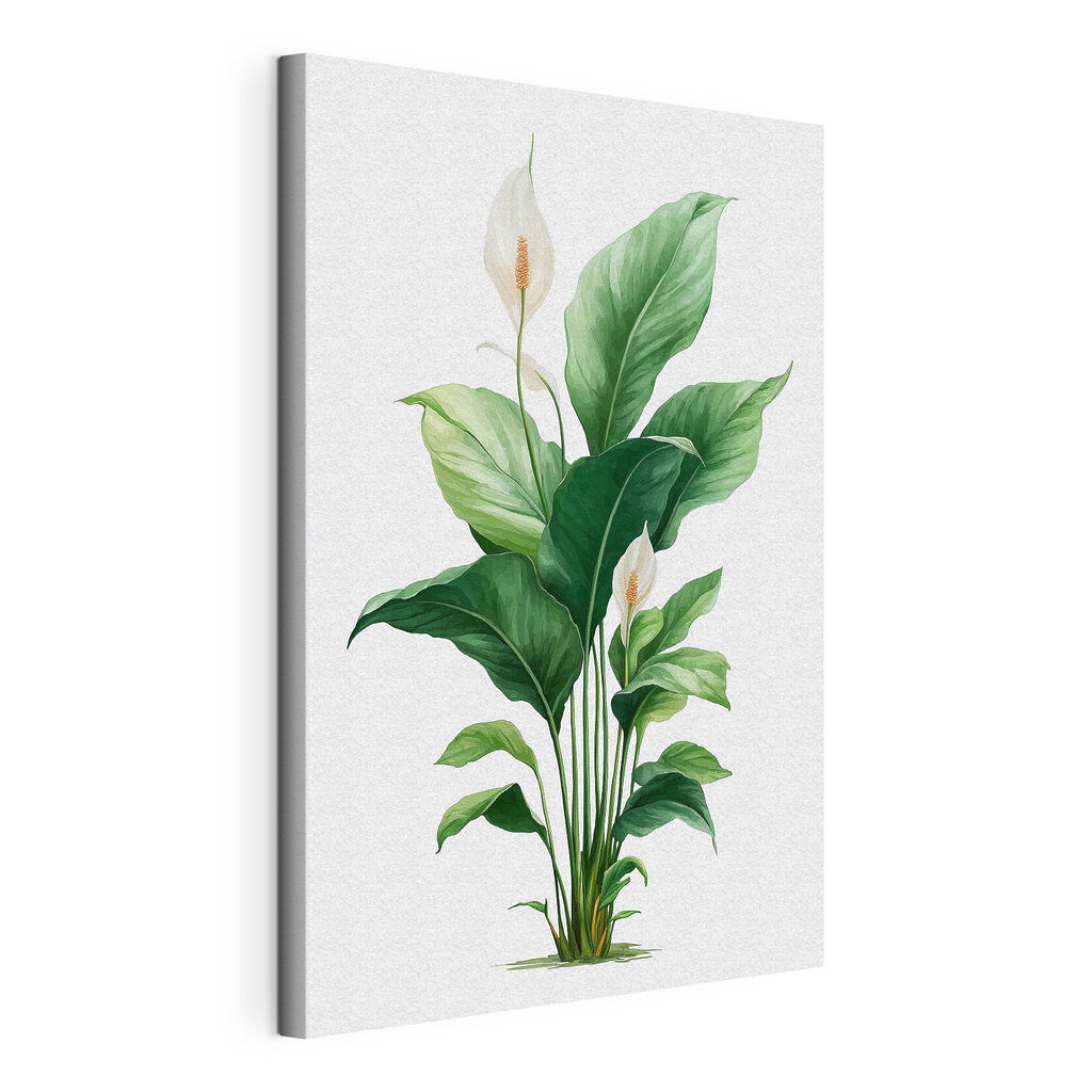 Plant with white flowers and green leaves Plant with white flowers and green leaves