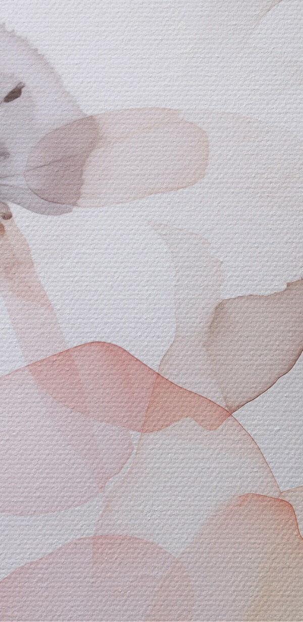 Soft petals in delicate harmony Soft petals in delicate harmony