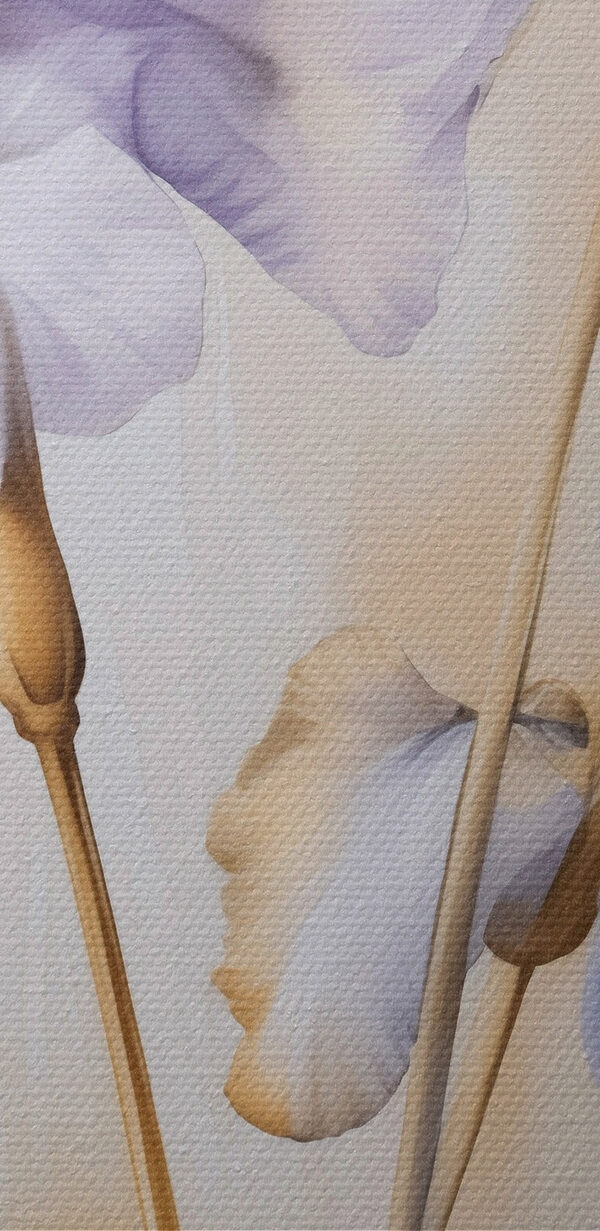 Elegant irises in soft hues Elegant irises in soft hues